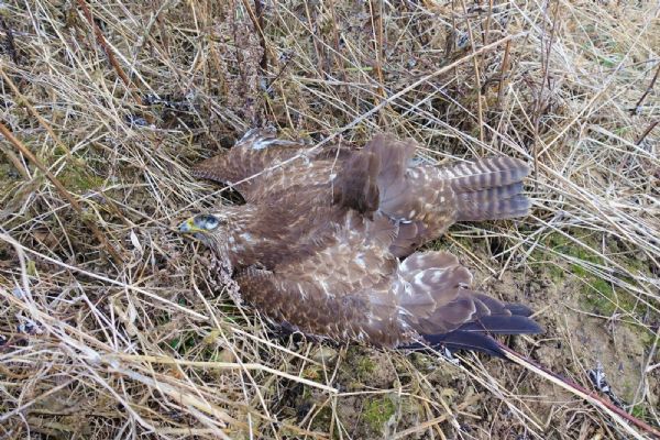 Travič na Klatovsku zabil tři káně lesní. Otravy v oblasti se množí