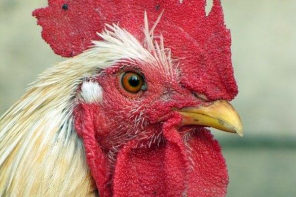Cheb: Zrušení opatření související s „ptačí chřipkou“