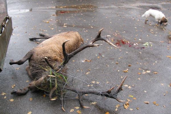 V autě na Klatovsku převážel hlavu jelena