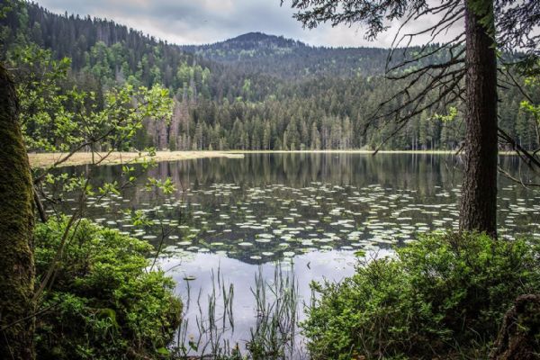 Lupina na Šumavě - z okrasné rostliny invazivní hrozba
