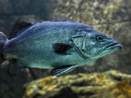 Rybářský sektor v Evropě čelí výzvám kvůli klimatu: Ryby putují na sever