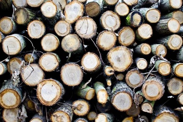 Litoměřice rozdává zdarma dřevo: Podpora komunity a udržitelnosti