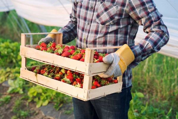 Sezóna samosběru jahod v kraji: Otevřeno ve Lhotě, další lokality brzy