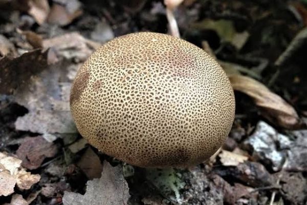 Pozor na nebezpečnou houbu Pestřec, na Klatovsku se otrávil třináctiletý chlapec