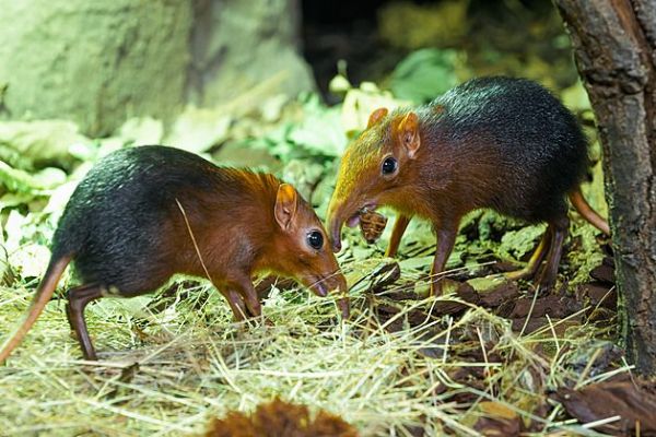 Pražská zoo slaví: první odchov bércounů Petersových v ČR
