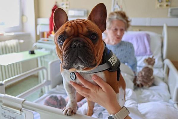 První terapeutický pes navštívil Turnovskou nemocnici