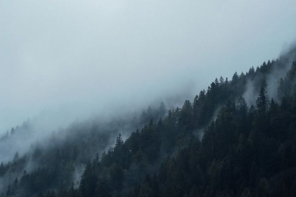 Revitalizace lesů na severu Brna - nové rekreační zóny do března