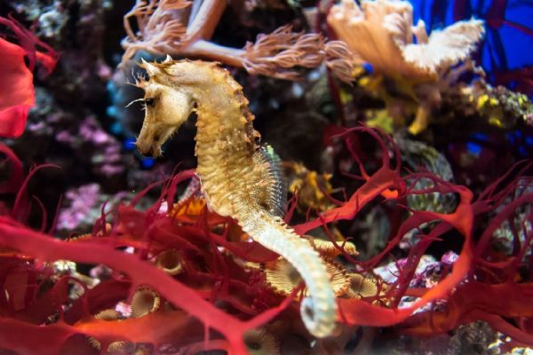 Nová atrakce v Plzeňské zoo: Mořští koníci se vrací!