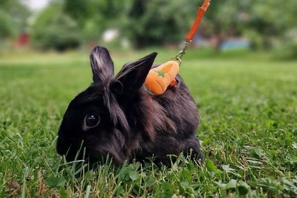 Nové hřiště Králičí Hop v Plzni - zábava pro králíky i majitele