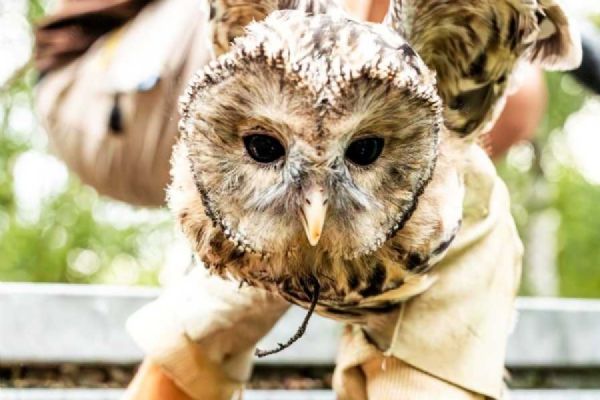 Ostravská zoo slaví úspěch: sedm puštíků bělavých vypuštěno do Rakouska