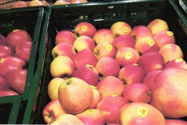 Sadařům ve Vranově zbývají loňská jablka