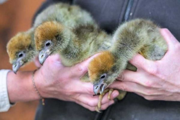 Pražská zoo triumfuje: čáji obojková opět mezi námi po 40 letech!