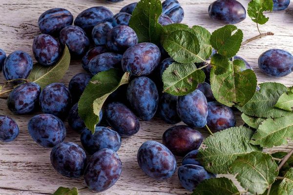 Samozběr švestek ve Spáleném Poříčí - bez pesticidů a za 15 Kč/kg