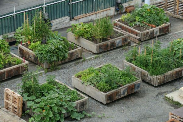 I letos si v plzeňském Depu můžete vypěstovat vlastní zeleninu 