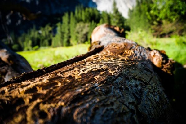 Lesáci v Brdech bojují s kůrovcovou kalamitou