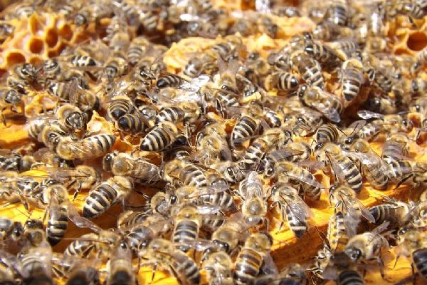 U Svojšína ukradli úly i se včelami