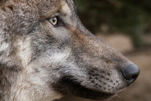 Na Šumavě přibývá vlků. Vědci zkoumají, jaký vliv to má na populaci jelenů i srnců