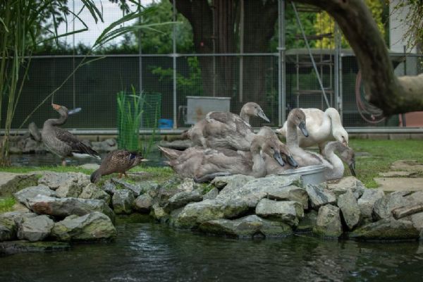 Šest labutích sirotků hledá přechodný domov