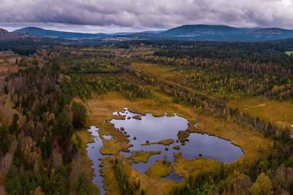 Šumava letos ve znamení vody – rok 2022 je Rokem mokřadů