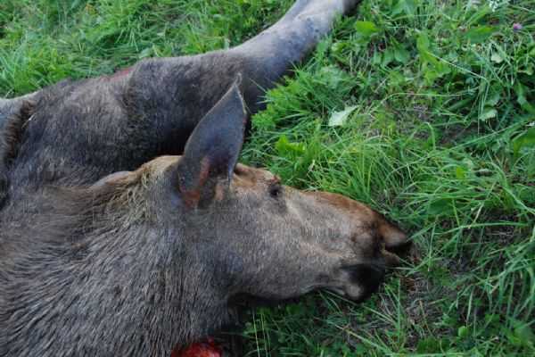 Tragický rok pro ohrožené losy – za pouhé čtyři měsíce tři zvířata nepřežila na Šumavě střet s auty