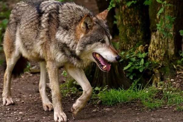 V Brdech pravděpodobně útočil vlk na telata