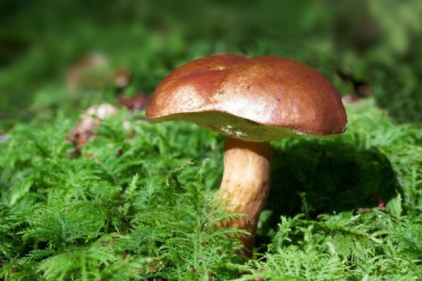 Karlovarský kraj vydal odborné publikace o vzácných houbách a drahých kamenech v regionu