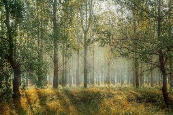 Celní úřad v Plzni bude ve čtvrtek poprvé dražit lesní pozemky