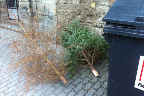 V Plzni začíná svoz vánočních stromků