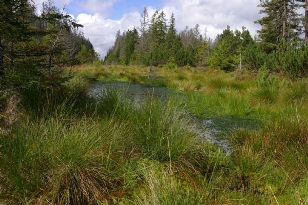 V Národním parku Šumava začala revitalizace dalších potoků, rašelinišť a mokřadů