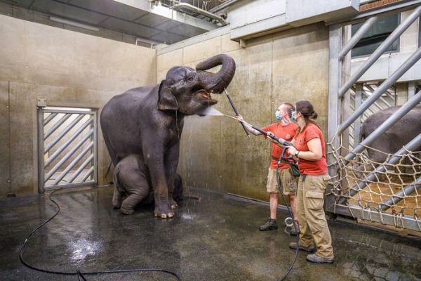 Sloní princezny už zvládají základní veterinární trénink