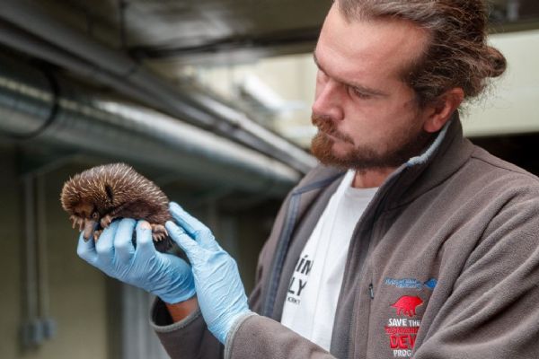 Zoo Praha představí návštěvníkům vzácné mládě ježury australské