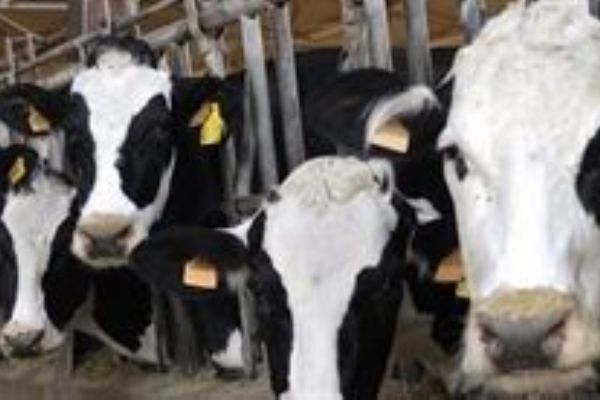 Aktuální informace k případu nemoci šílených krav v Polsku