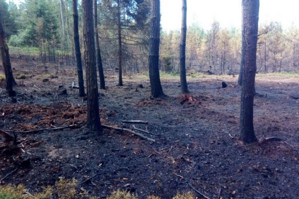 Hořící lesní porost hasily jednotky z Německa i z Karlovarského kraje