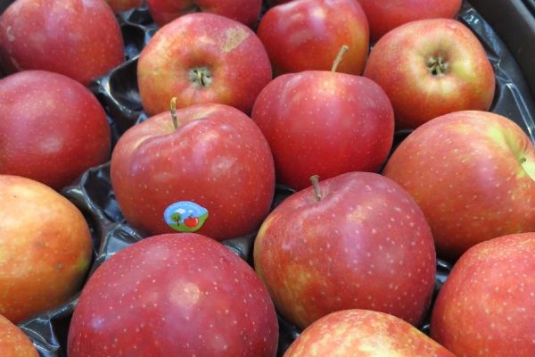 Sadaři v kraji: Sklizeň jablek bude letos rekordní