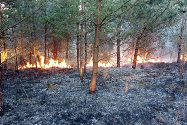 Lomnice: Hasiči likvidovali požár trávy a dřevin