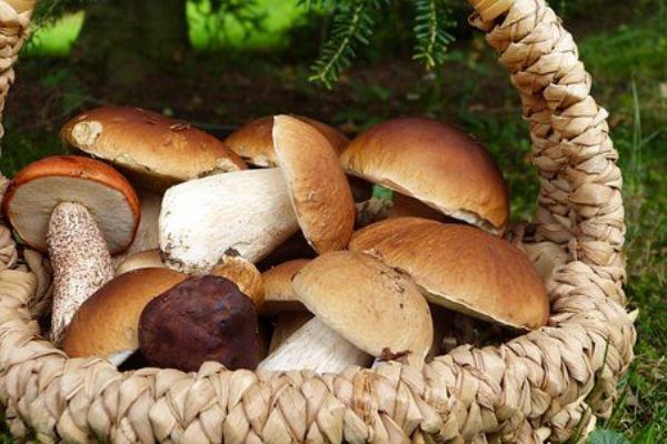 V Plzeňském kraji začínají růst houby