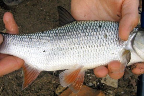 S podporou kraje se do Ohře vrací původní druhy ryb 