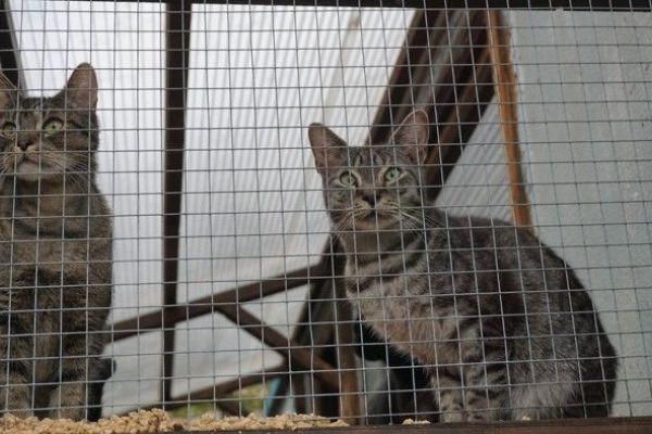 Sokolov: Město postaví útulek pro opuštěné kočky