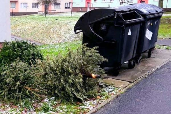 Sokolov: Z vysloužilých vánočních stromků bude štěpka