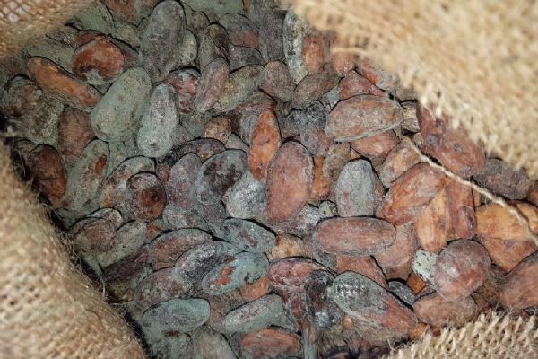 SZPI ve spolupráci s Celní správou nevpustila do ČR 22 tun plesnivých kakaových bobů