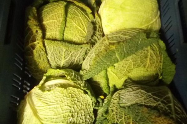 SZPI zjišťuje další dovozovou zeleninu s nadlimitní přítomností pesticidů