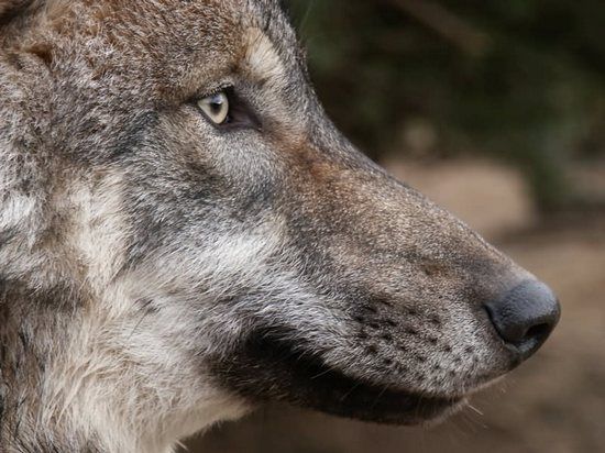 Šest let přítomnosti vlčích smeček na Šumavě ukazuje, jak stárnutí dopadá i na vlky