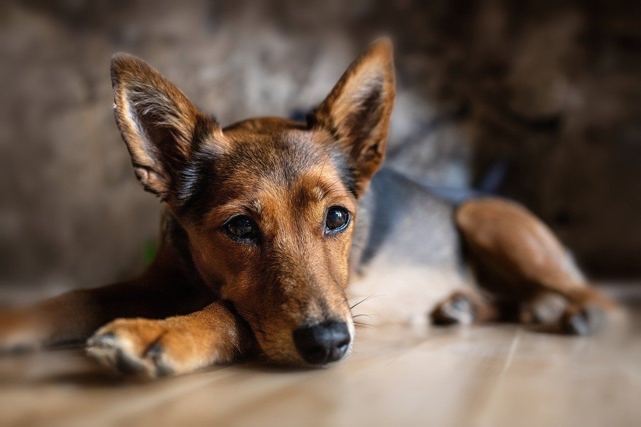 Region: Kraj bude nabízet stipendia i studentům veterinárního lékařství