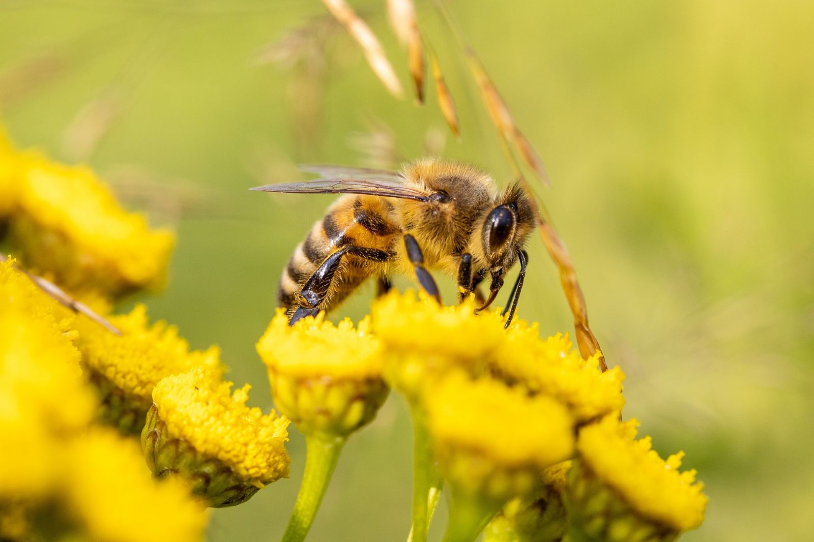 Region: Včelaři letos opět získají dotace od kraje