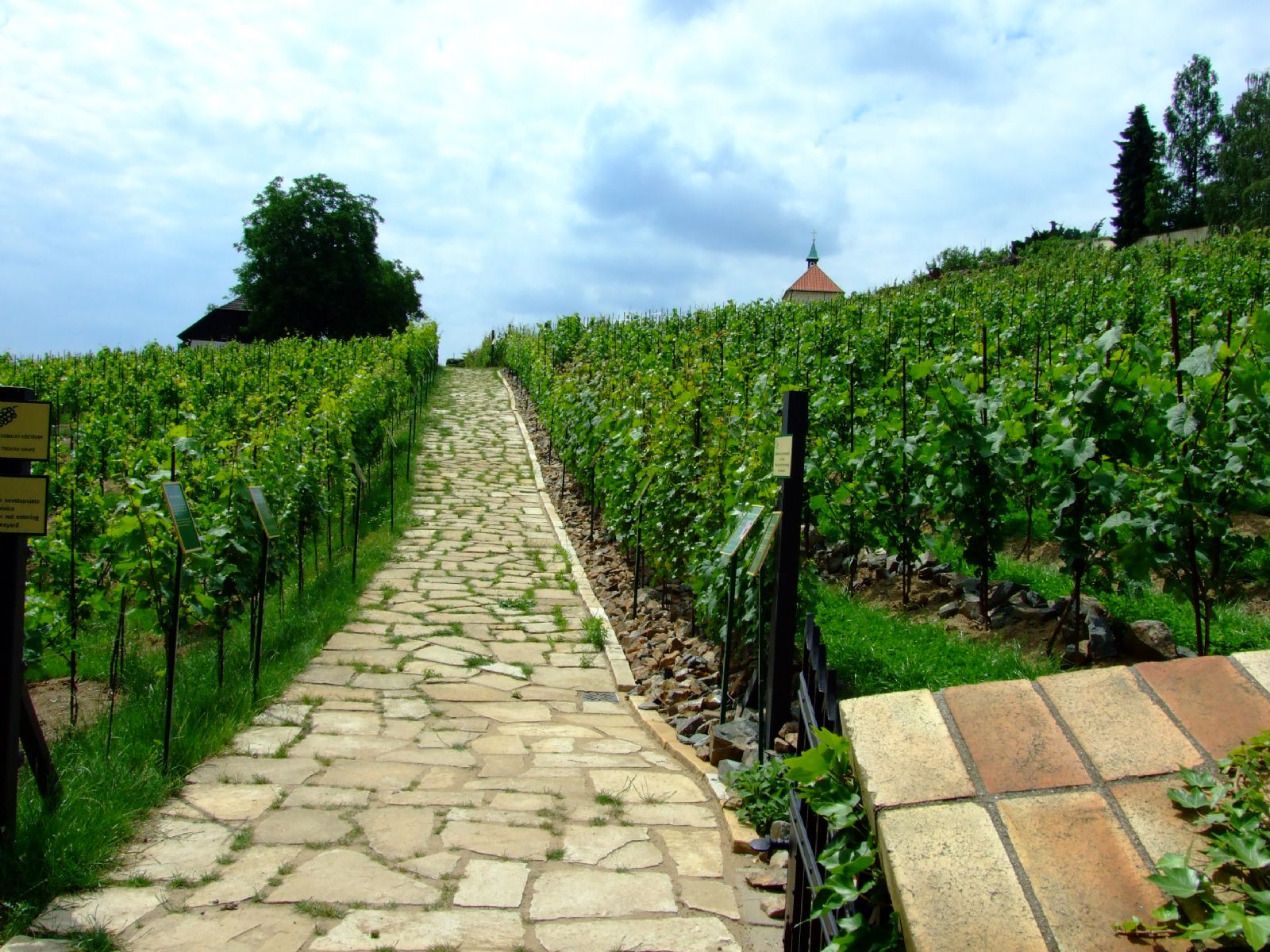 Slovácké vinice v krizi - mrazy zničily až 100% úrody