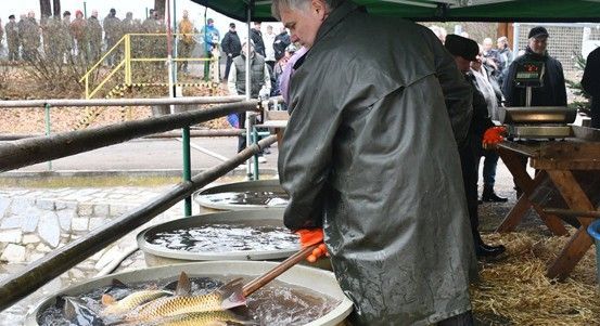 Velikonoční prodej čerstvých ryb v Plzni - tradice od středověku