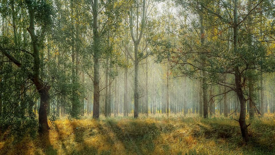 Celní úřad v Plzni bude ve čtvrtek poprvé dražit lesní pozemky