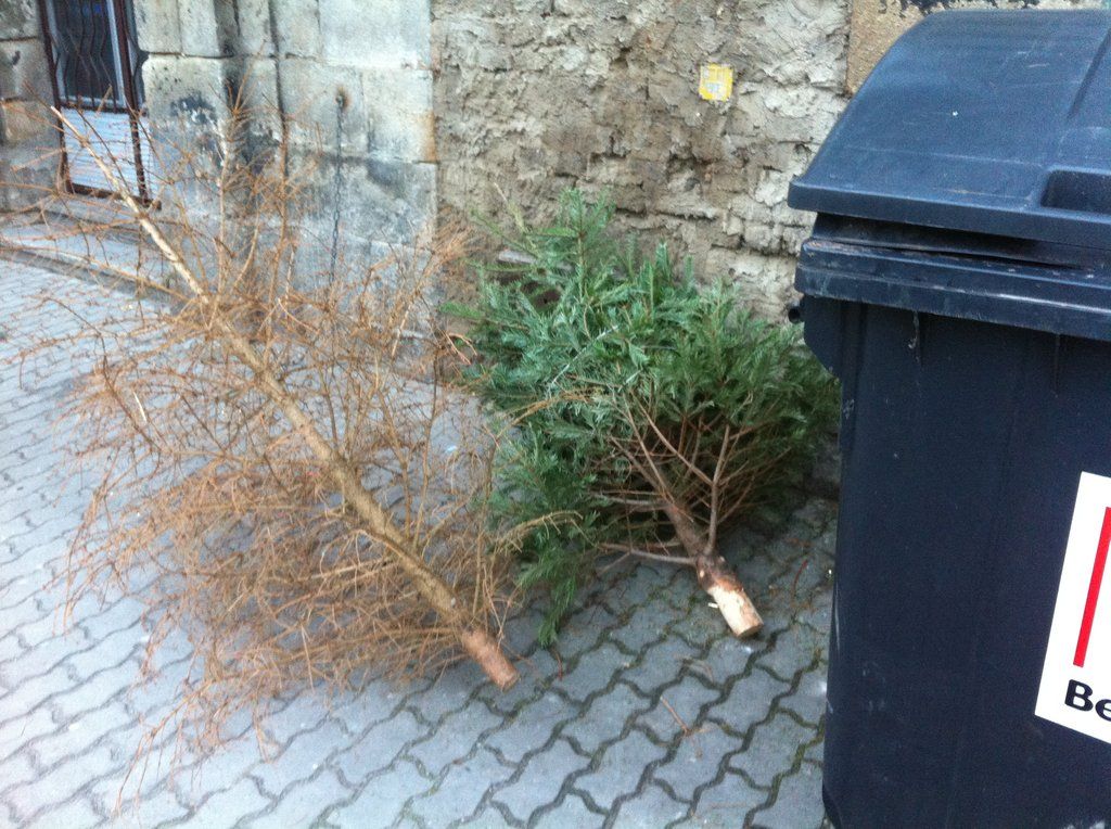 Použité vánoční stromky mohou lidé položit vedle kontejnerů 
