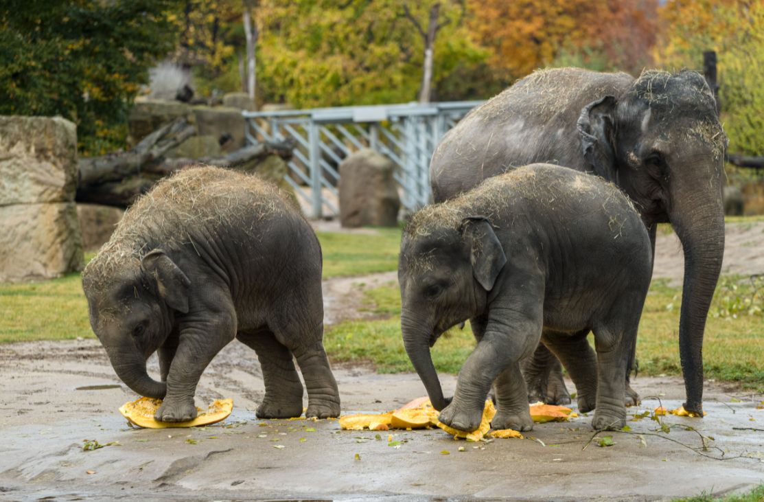 Soutěž o největší dýni v Zoo Praha: Vítěznou tykev rozšlapali sloni