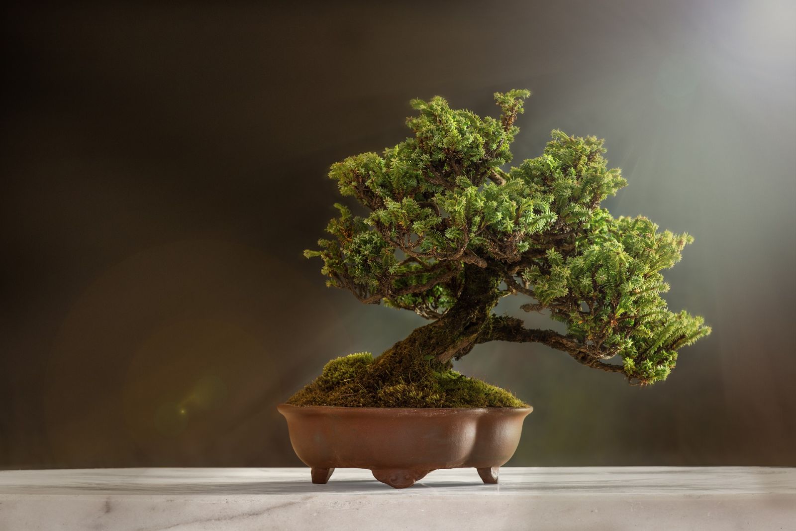 V Troji se představí nejlepší bonsaje z celé republiky